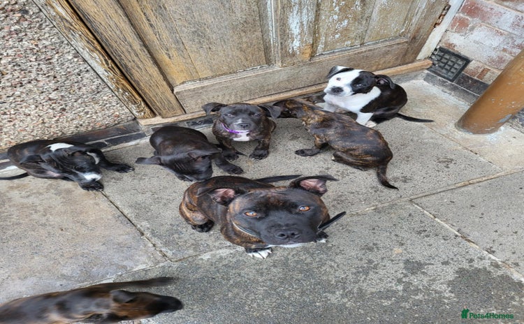 Staffordshire Bull Terrier dogs - Advert 3