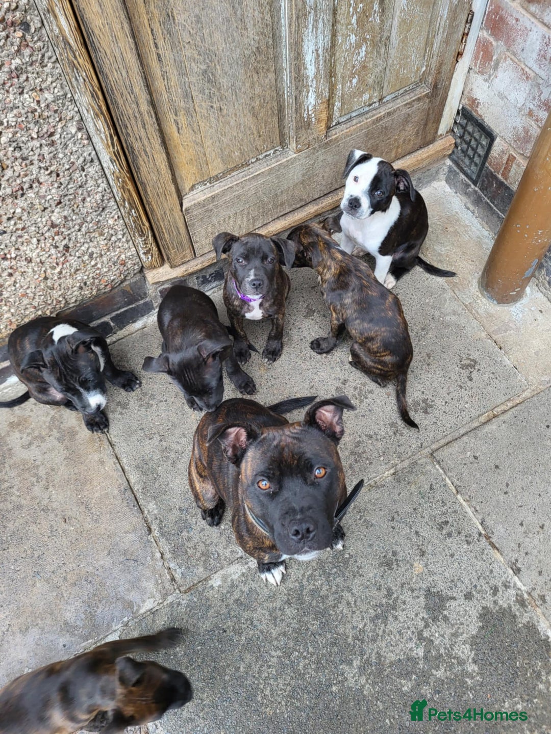 Staffordshire Bull Terrier dogs for sale: Staffy pups - Image 1