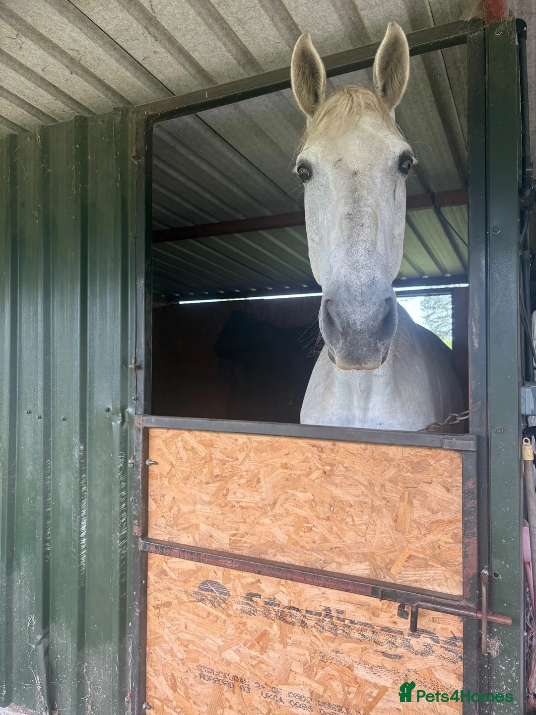 Irish Sports horses for sale: ISH companion  - Advert 2