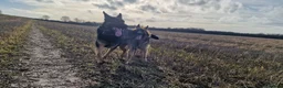 German Shepherd dogs for sale: Nearly 2 german shepherd male - Advert 7