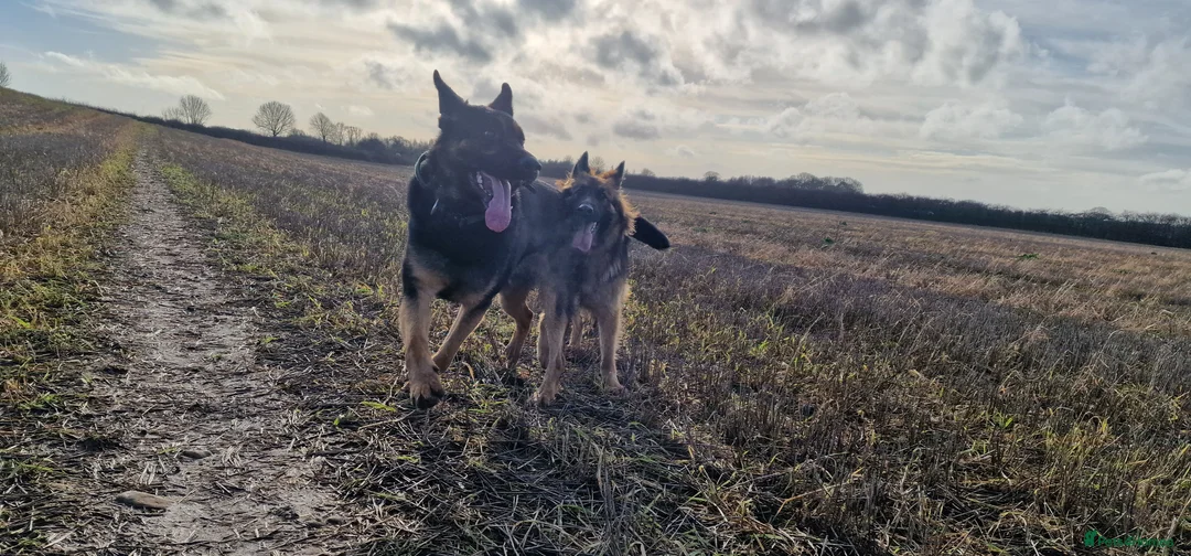 German Shepherd dogs for sale: Nearly 2 german shepherd male - Advert 7