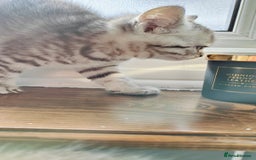 British Shorthair cats for sale: ❤️Gorgeous Scottish Fold/Straight kittens❤️ - Image 38
