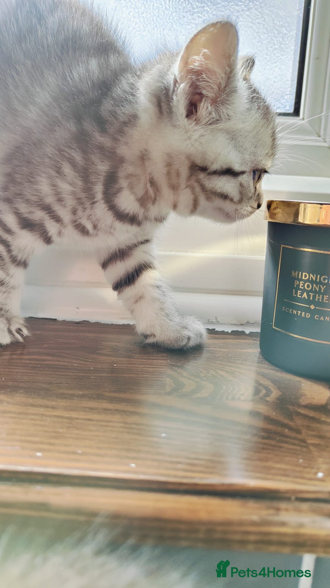 British Shorthair cats for sale: ❤️Gorgeous Scottish Fold/Straight kittens❤️ - Image 38