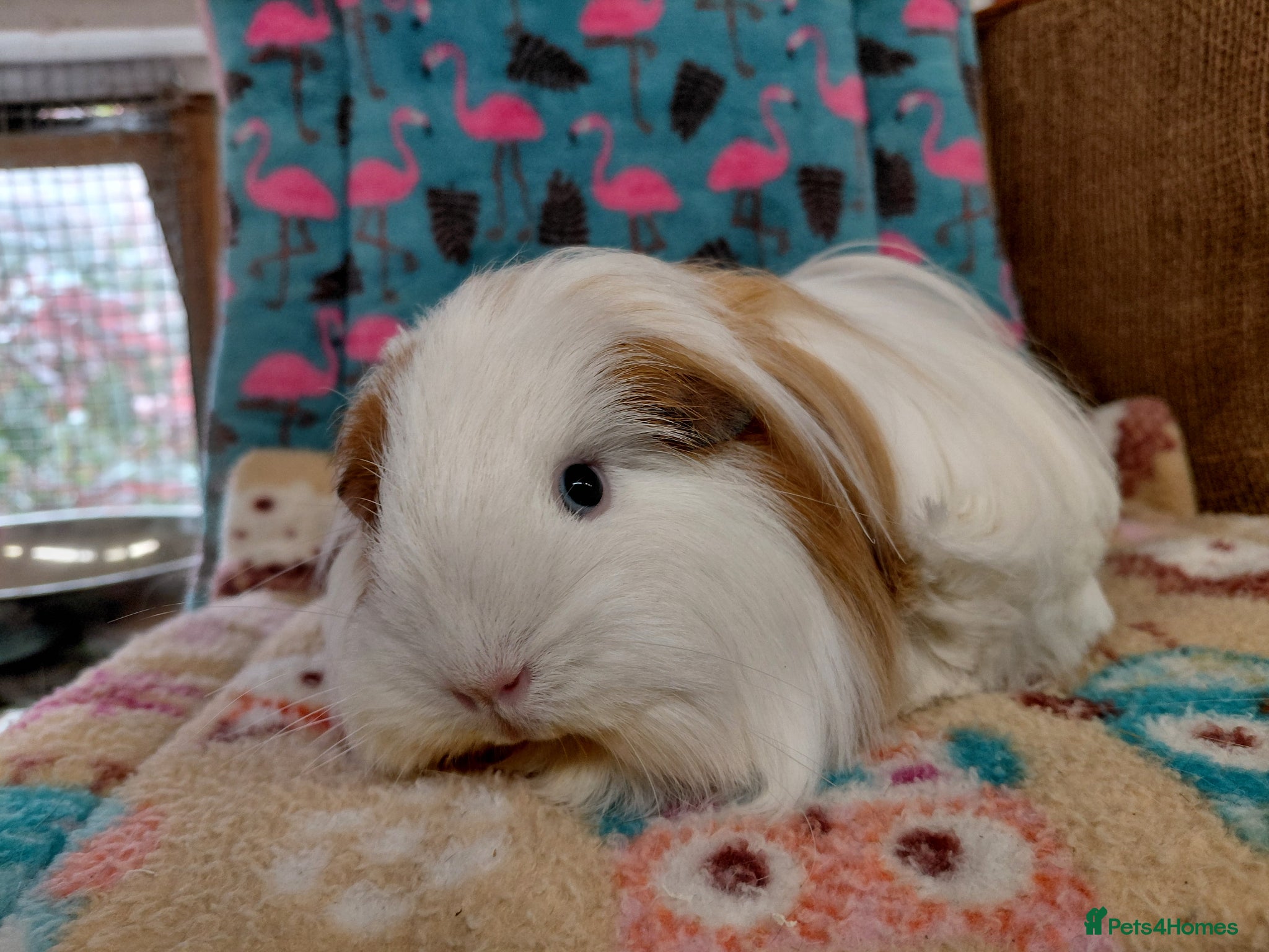 Guinea Pig rodents Young Sheltie Sow RTL - Advert 12