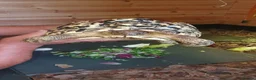 Tortoise reptiles for sale: Leopard tortoise  in Newcastle - Advert 2
