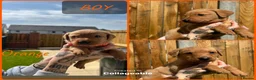 Labrador Retriever dogs for sale: *Videos* 7 KC-Registered Fox Red Labrador Pups🐶 - Advert 5