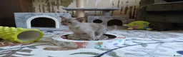 Burmese cats for sale: Beautiful Chocolate & Brown Burmese Kittens. GCCF  - Advert 3
