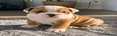 English Bulldog 4