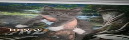 Ragcoon cats for sale: Beauty two boys looking for forever home - Advert 10