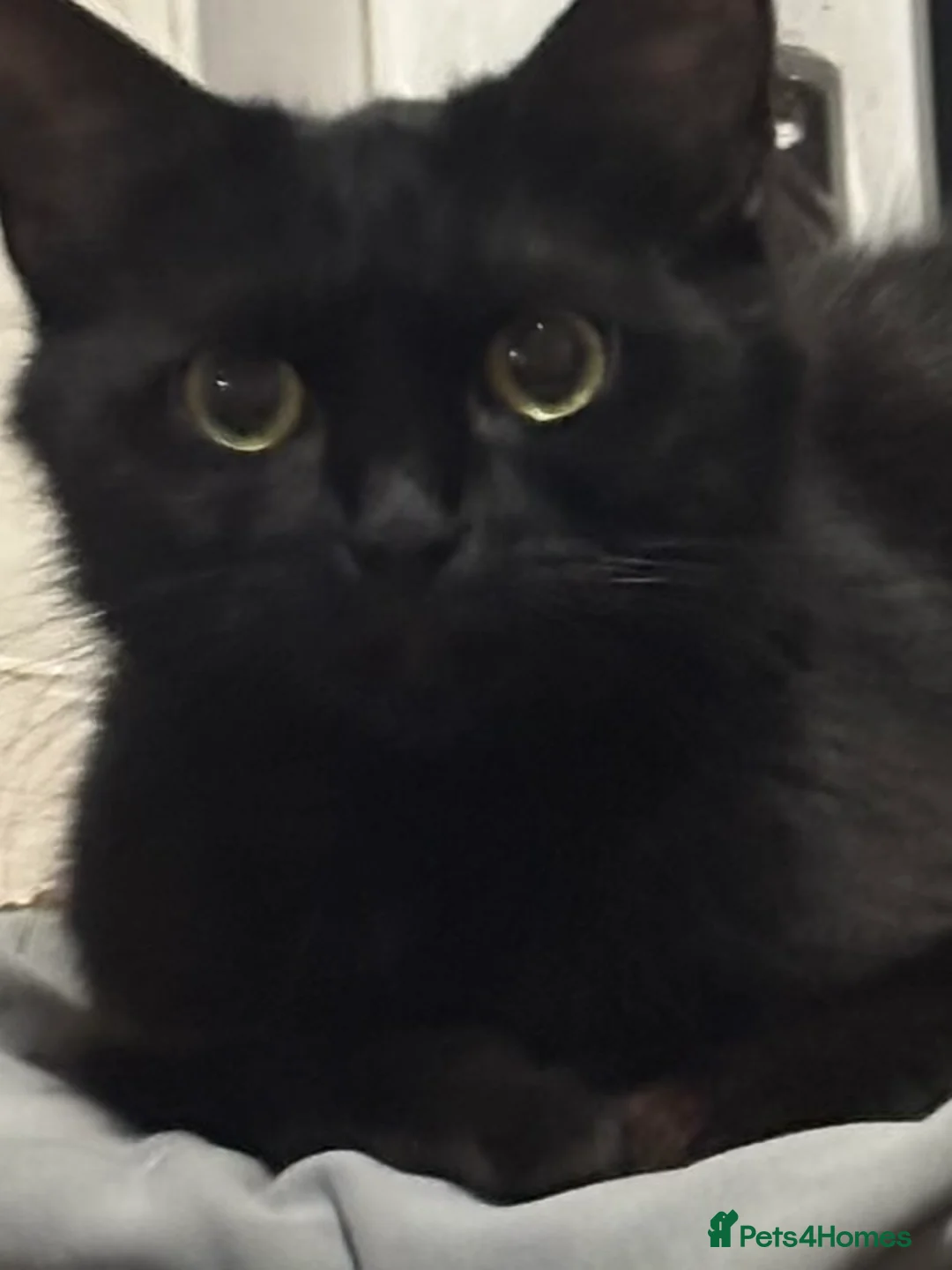 Mixed Breed cats for sale: Pudding&coco - Advert 1