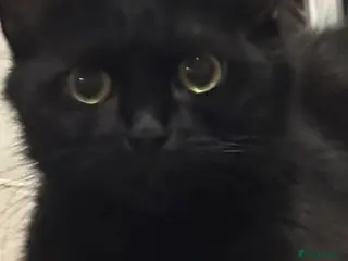 Mixed Breed cats Pudding&coco - Advert 1