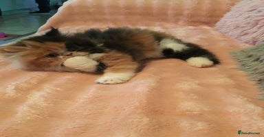 Persian cats - Advert 2