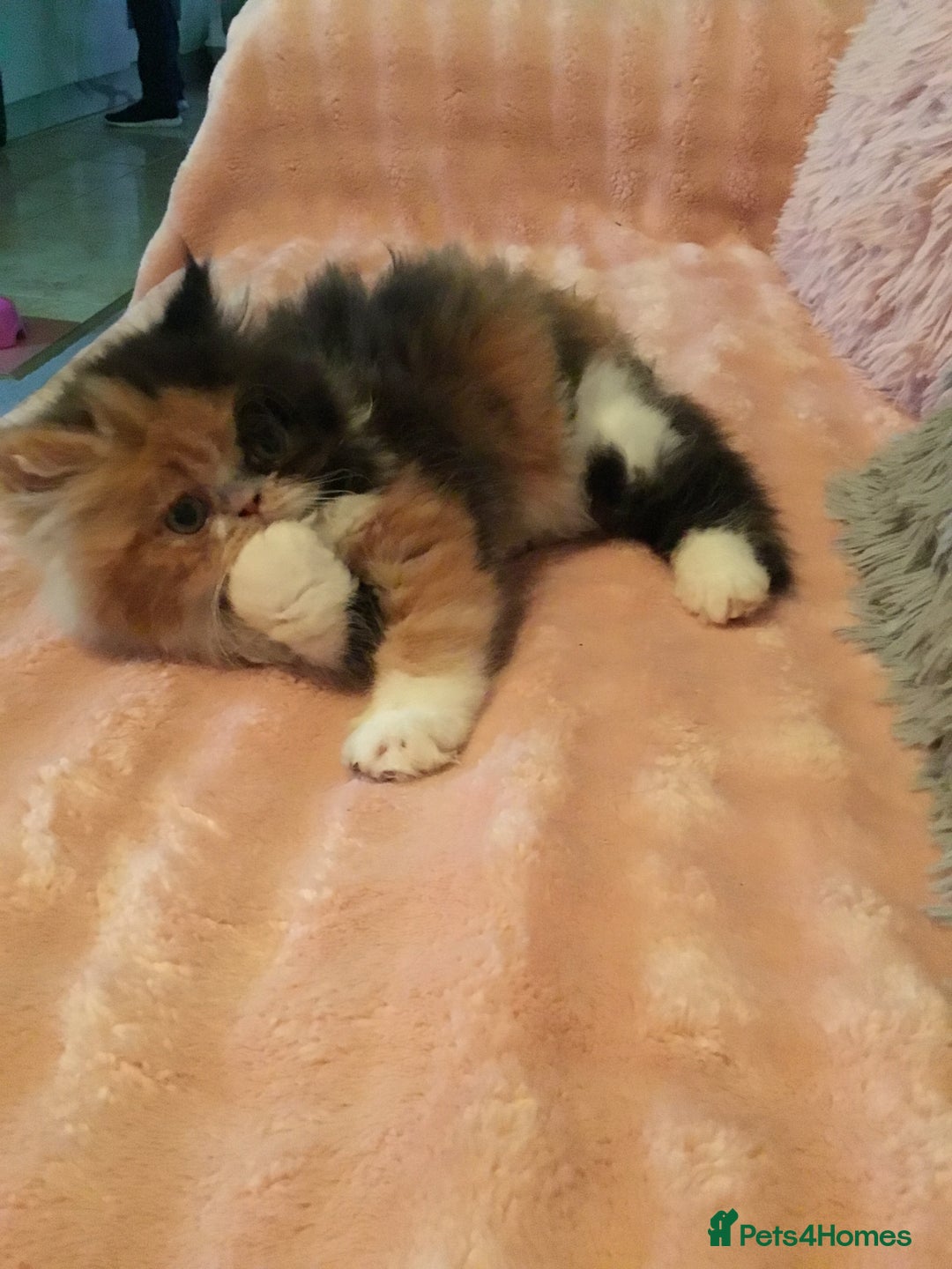 Persian cats for sale: GCCF Registered Persian Female  - Image 2