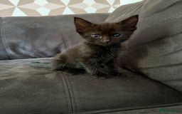 Bengal cats for sale: Kittens - Image 6