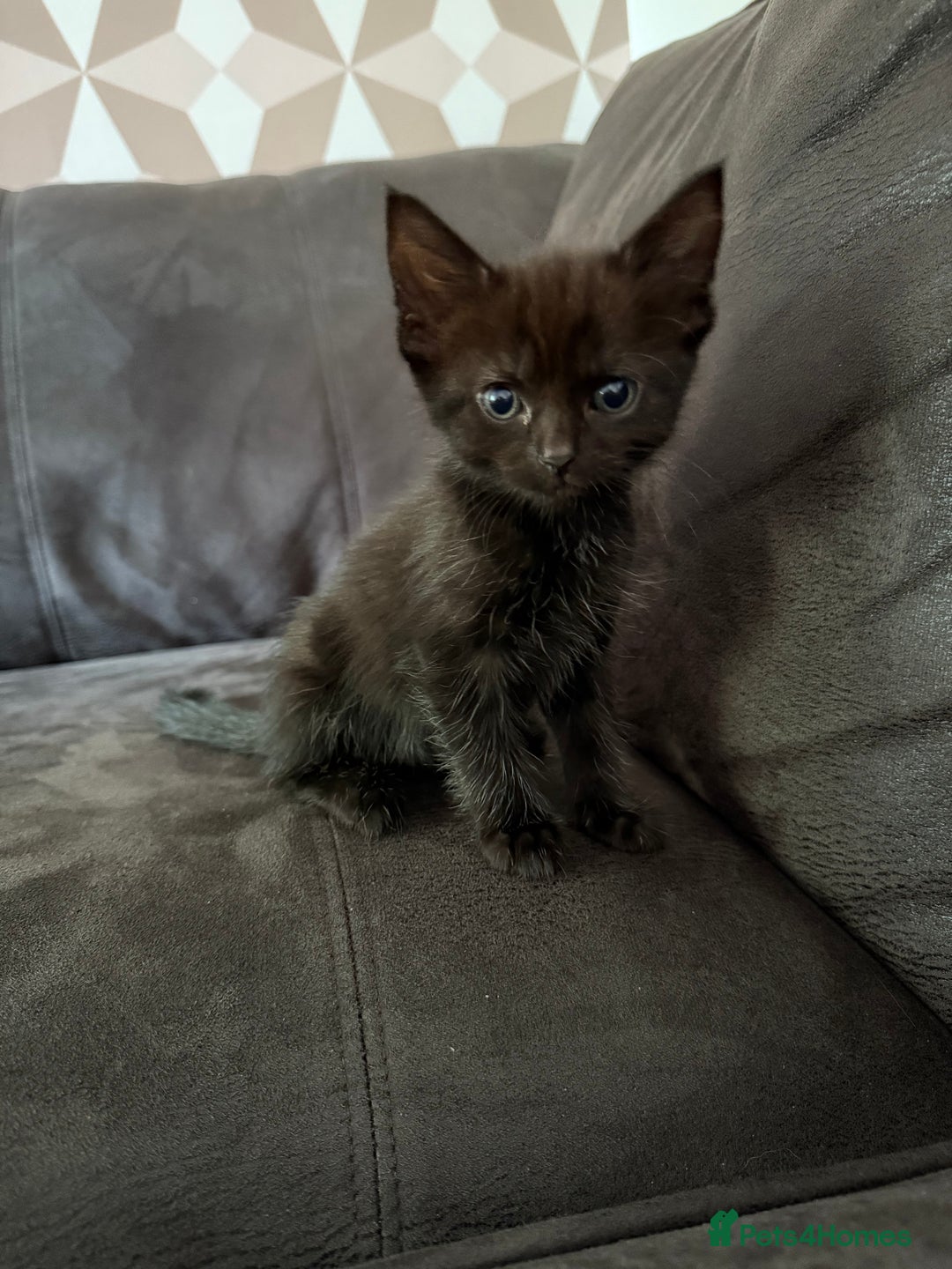 Bengal cats for sale: Kittens - Image 6