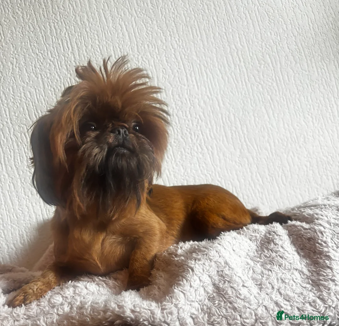 Shih Tzu dogs for sale: Kc reg Two 19 month old imperial female Shih Tzus  - Advert 2