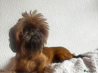 Shih Tzu dogs Kc reg Two 19 month old imperial female Shih Tzus - Advert 5