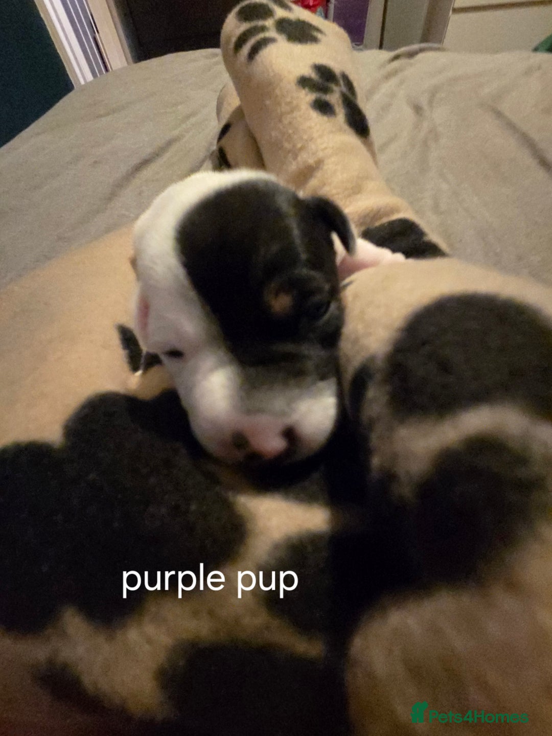 Jack Russell dogs for sale: Jack russell puppies - Advert 4