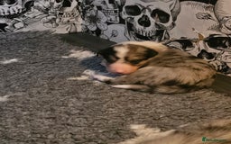 Border Collie dogs for sale: Unique blue merle border collie puppies - Image 8