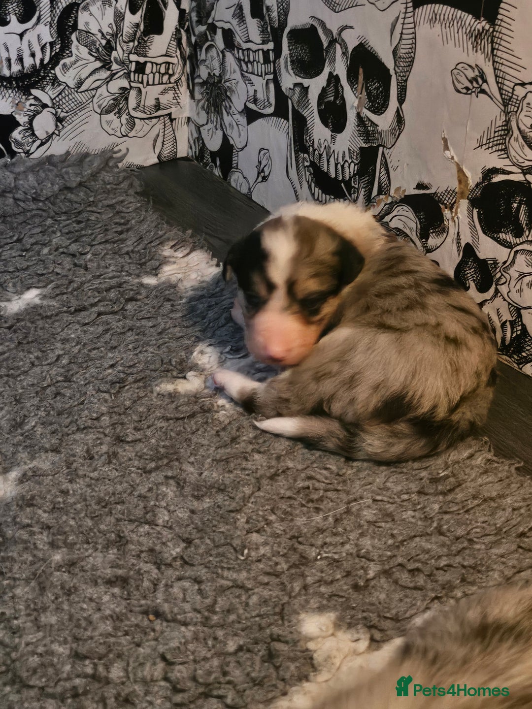Border Collie dogs for sale: Unique blue merle border collie puppies - Image 8