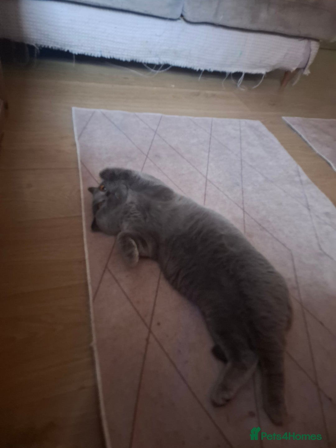 British Shorthair cats for sale: Beautiful soft, fluffy and loving Boys  - Image 7