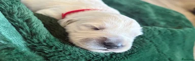 Golden Retriever (red collar)