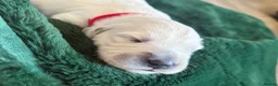 Golden Retriever dogs for sale: Cream kc registered golden retriever pups - Advert 25