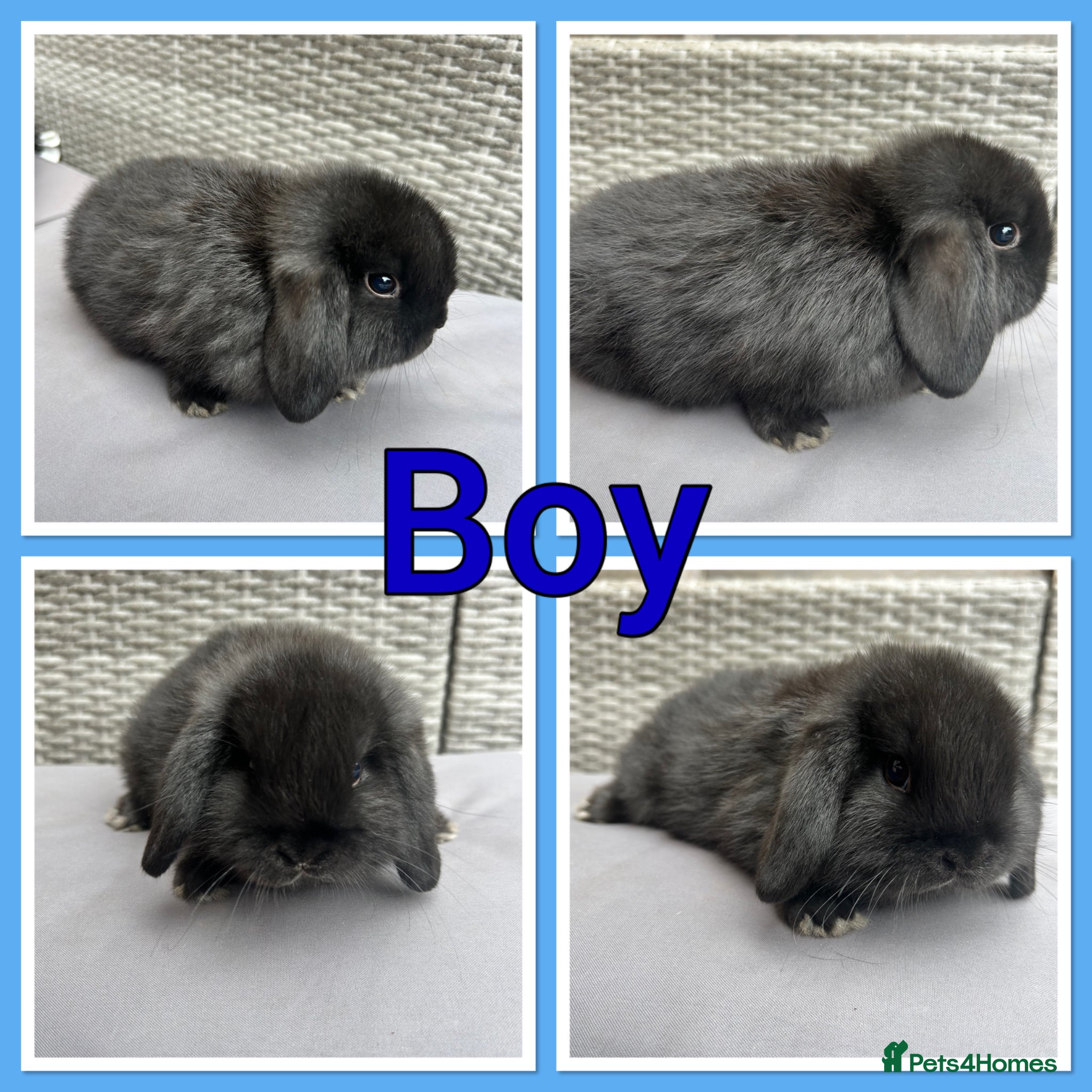Mini Lop rabbits Mini lop babies  - Advert 10