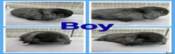 Mini Lop rabbits for sale: Mini lop babies  - Advert 7