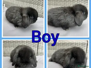 Mini Lop rabbits Mini lop babies - Advert 11