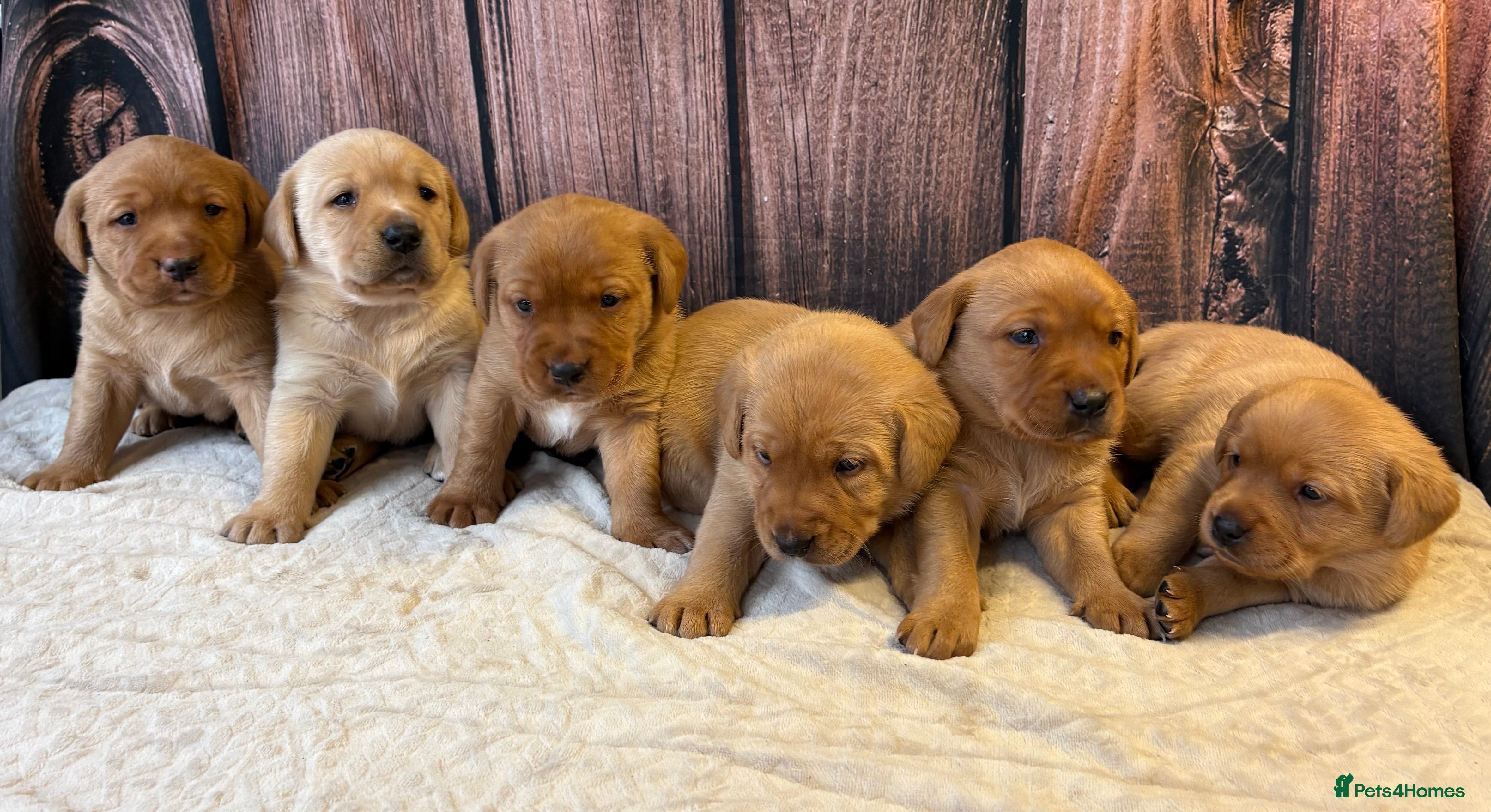 Labrador Retriever dogs Outstanding Chunky Labradors Puppies 🐶  - Advert 1