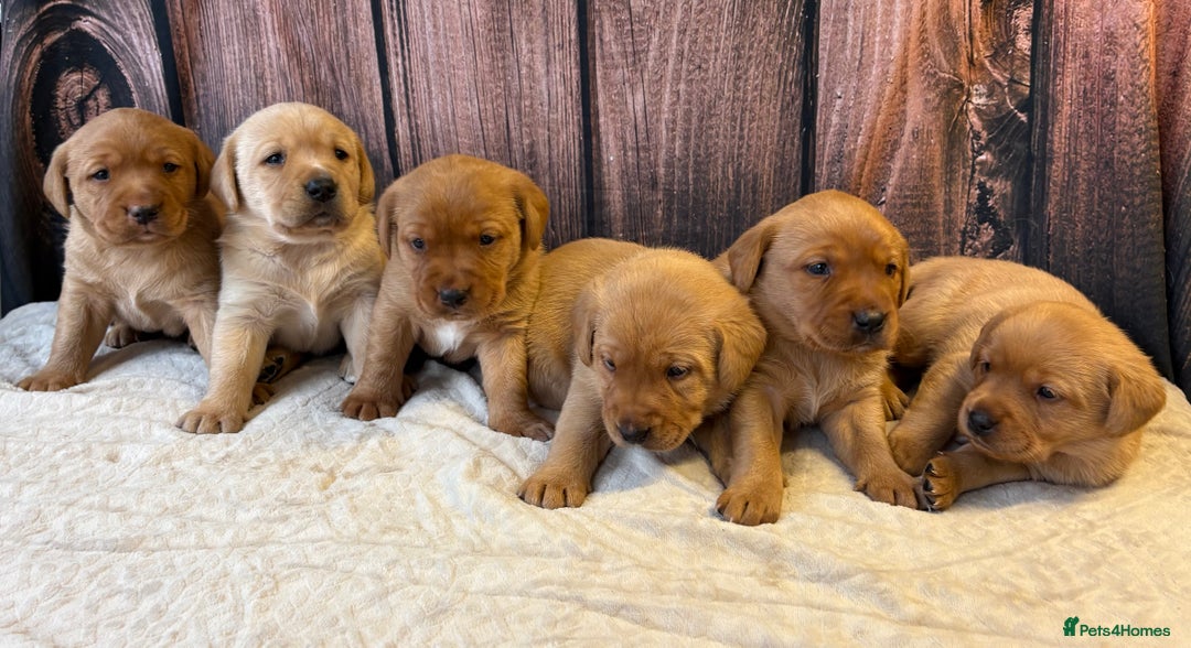 Labrador Retriever dogs for sale: Outstanding Chunky Labradors Puppies 🐶  - Advert 1