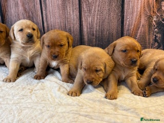 Labrador Retriever dogs Outstanding Chunky Labradors Puppies 🐶 - Advert 2