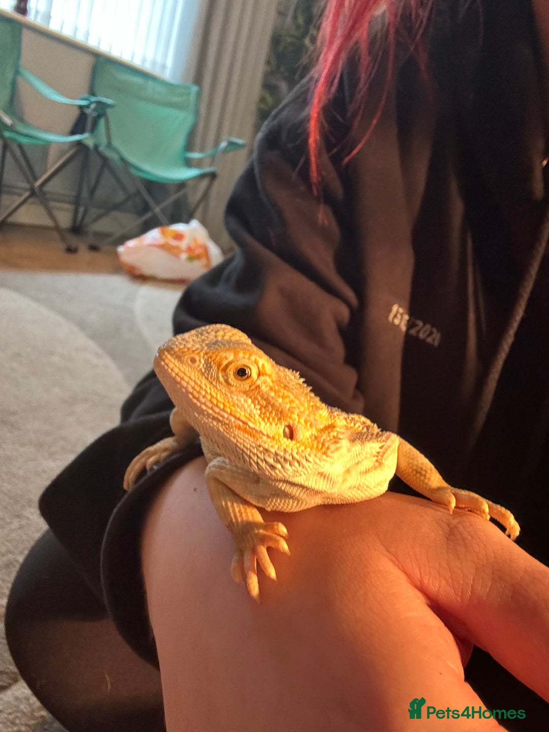 Bearded Dragon reptiles for sale: Miss pickles  - Advert 4
