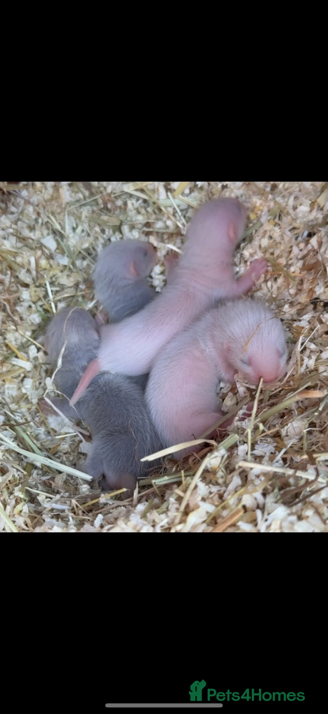 Ferret rodents for sale: Baby ferrets for sale  in Pontefract - Advert 2