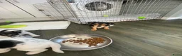 Jack Russell dogs for sale: Jack Russel puppy  - Advert 6