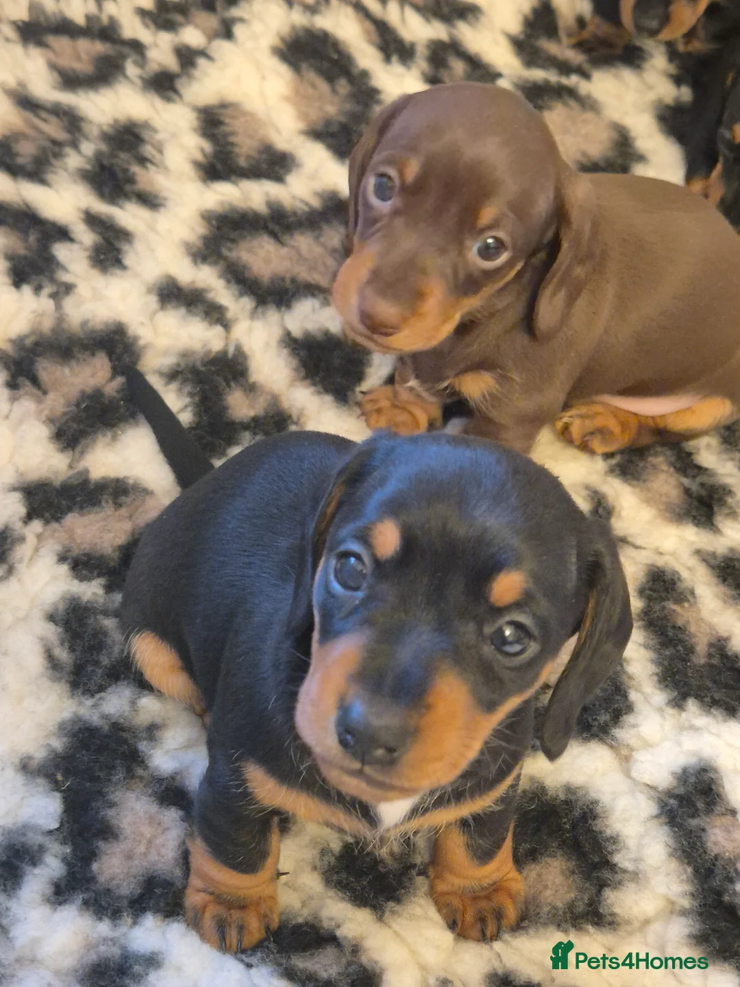 Miniature Dachshund dogs for sale: Adorable KC Pedigree Miniature Dachshund Puppies - Advert 28