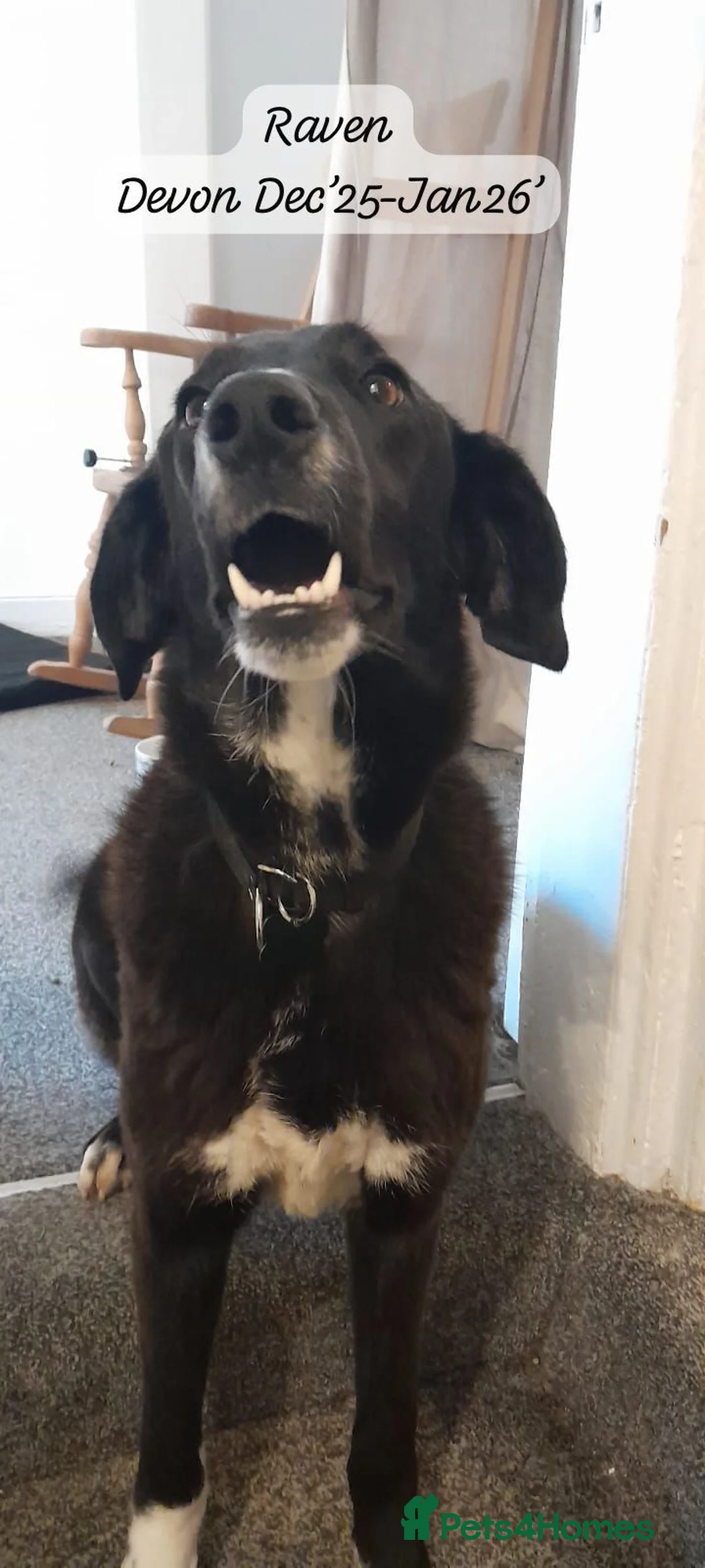 Mixed Breed dogs for adoption: Raven, 1.5 yrs approx. Is ADOPTED - Advert 19