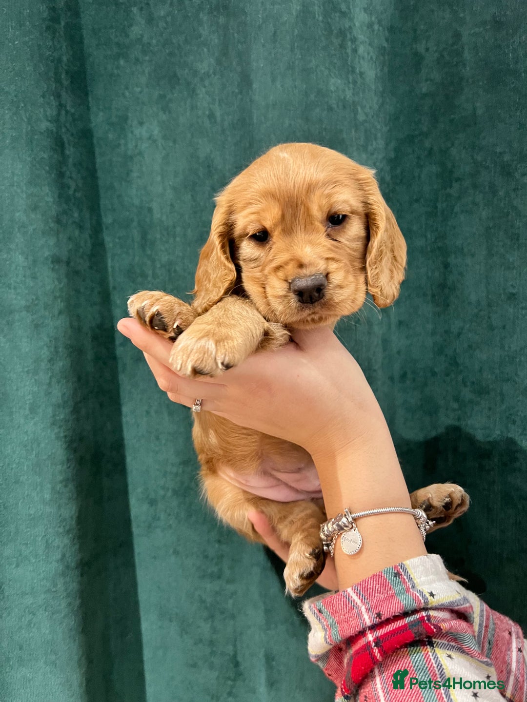 Cocker Spaniel dogs for sale: Cocker Spaniel Puppy  - Advert 6