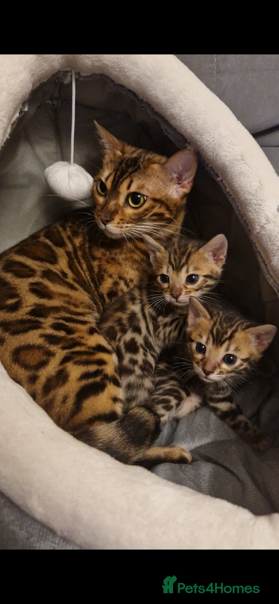 Bengal cats for sale: Beutifull kittens❤️ - Advert 1