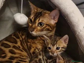 Bengal cats Beutifull kittens❤️ - Advert 9