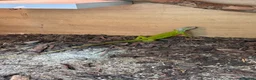 Iguana reptiles for sale: Baby lime green hypo iguana  - Advert 3