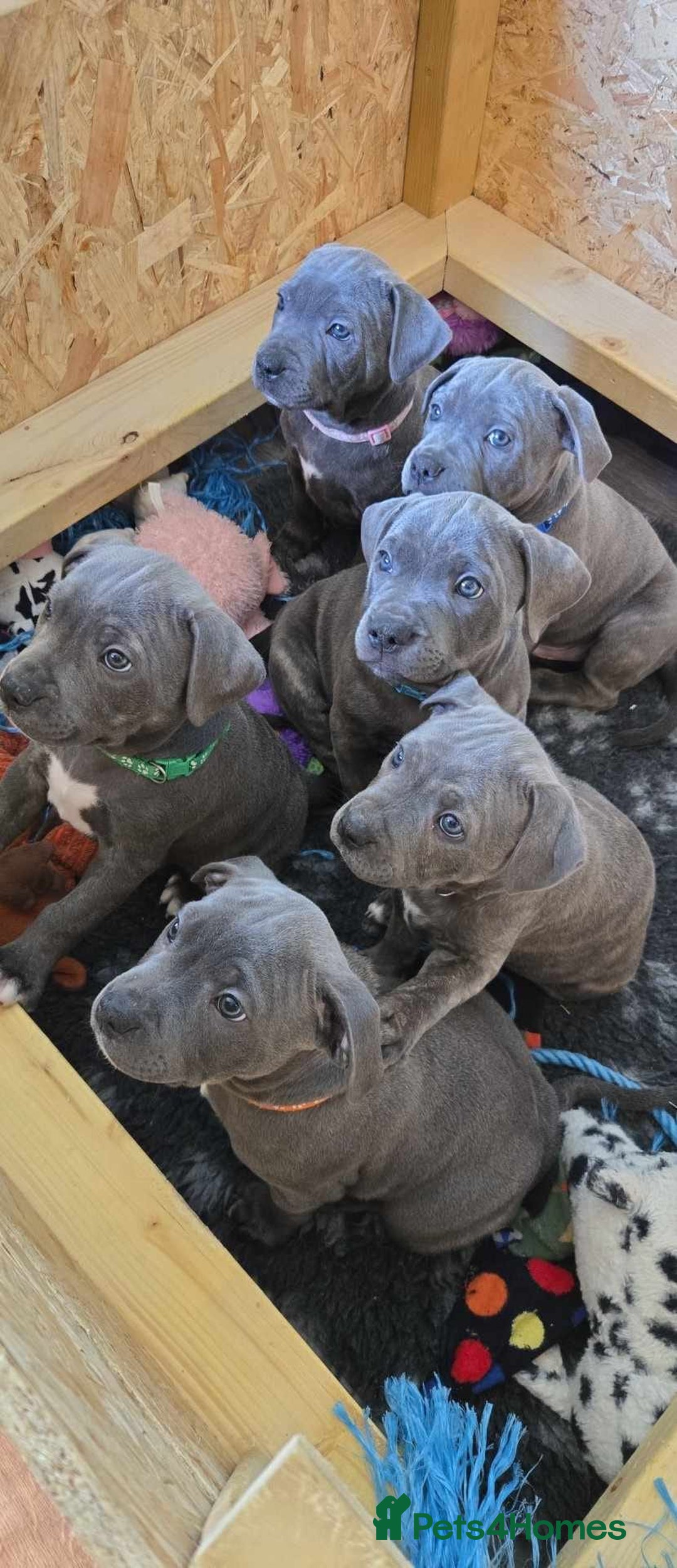 Staffordshire Bull Terrier dogs for stud: Blue/brindle Staffy  - Image 5