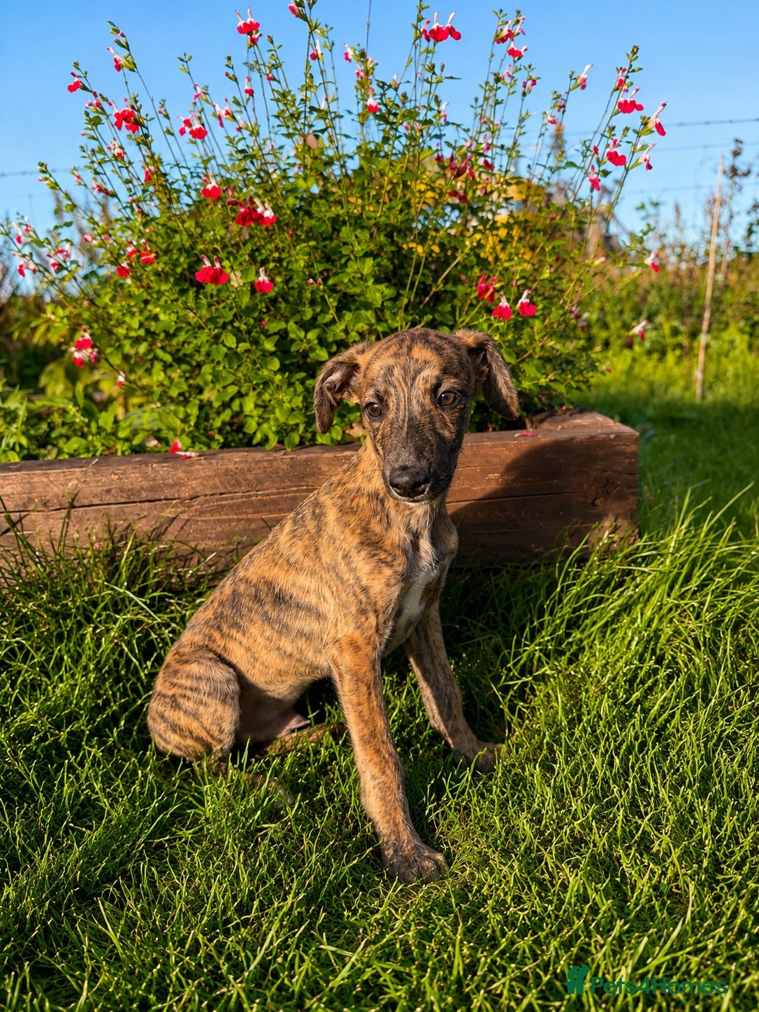 Whippet dogs Beautiful whippets- Last boy remaining  - Advert 2