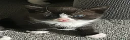 Domestic Shorthair cats for sale: 11 week old male kitten - Advert 19