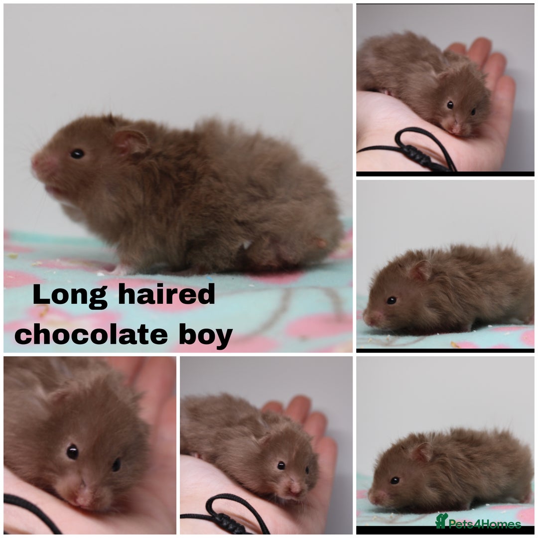 Hamster rodents for sale: Beautiful Male & Female Syrain Hamsters  - Advert 9