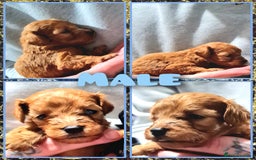 Cockapoo dogs for sale: 🎃PUMPKIN & RAVEN🐦‍⬛ - Image 3