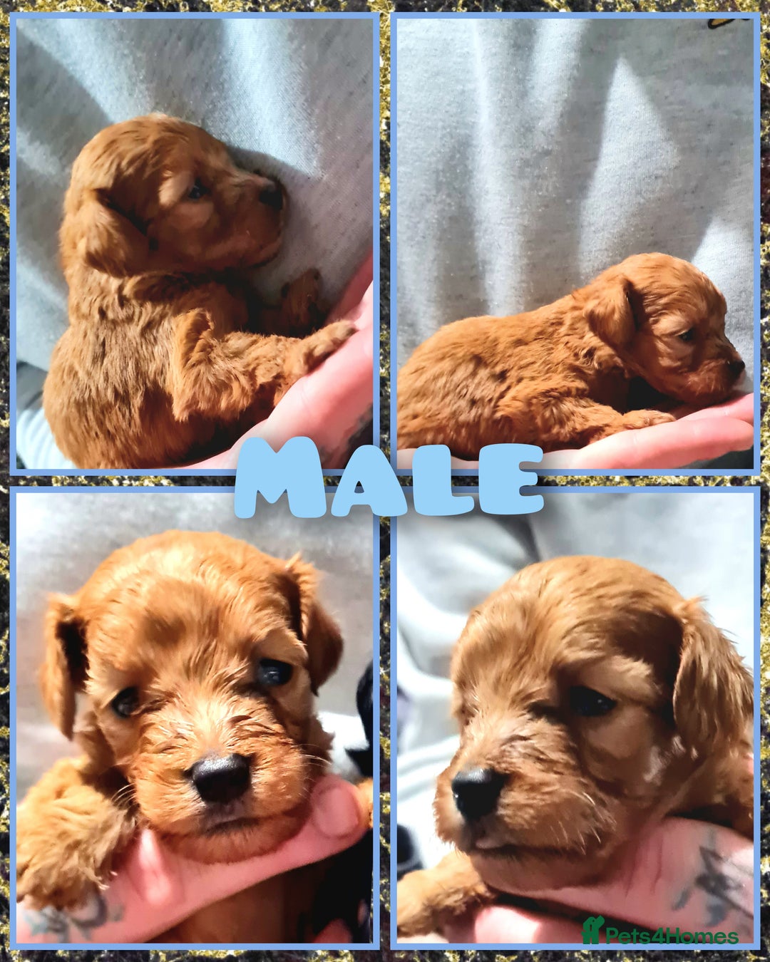 Cockapoo dogs for sale: 🎃PUMPKIN & RAVEN🐦‍⬛ - Image 3