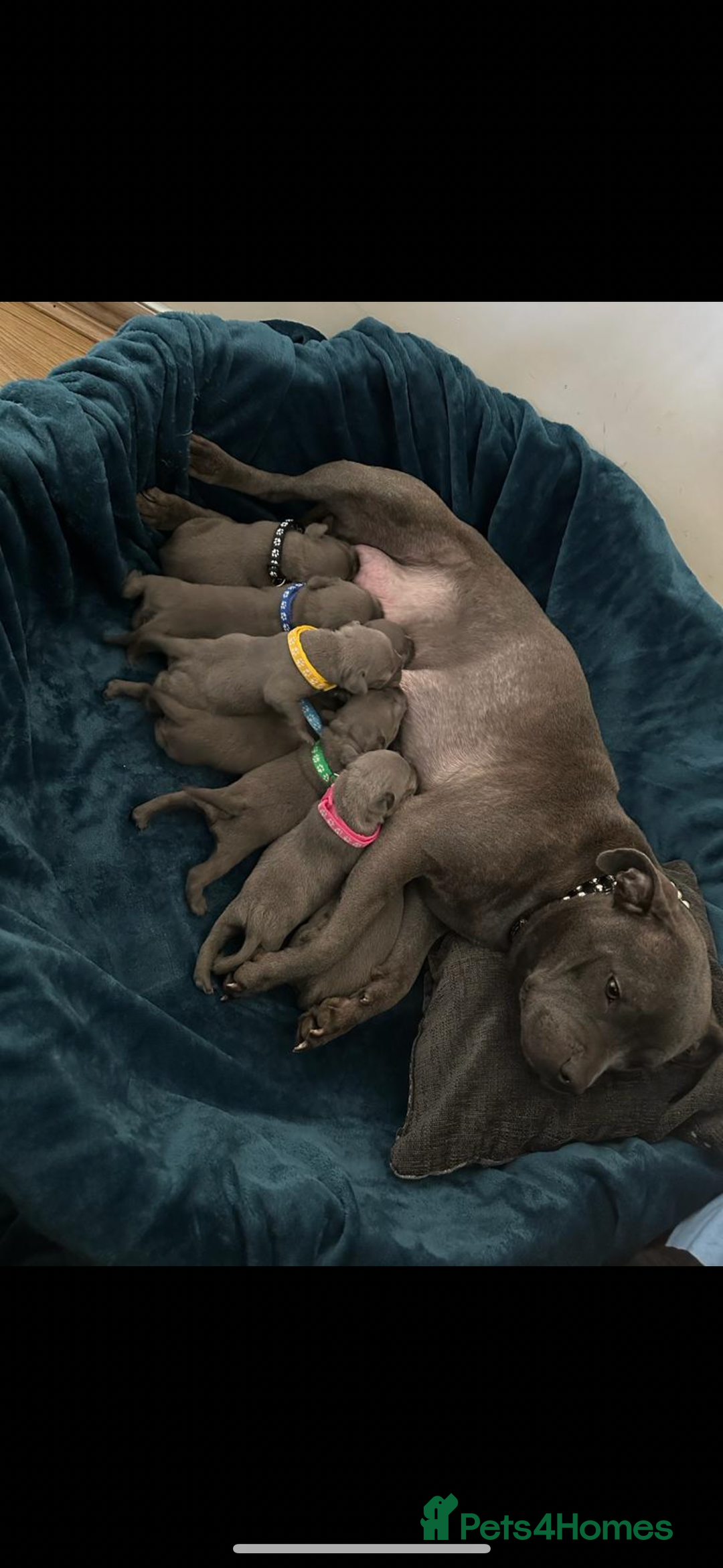 Staffordshire Bull Terrier dogs for sale: Blue Staffordshire bull terrier  - Image 29