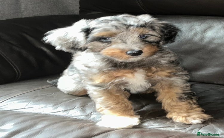 Mixed Breed dogs - Advert 1